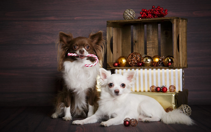 Chihuahua, Navidad, A&#241;o Nuevo, peque&#241;os perros, mascotas, animales divertidos, perros