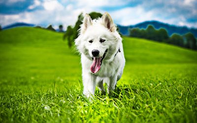 Swiss Shepherd, grassland, cute animals, summer, dogs, white dog, Berger Blanc Suisse, pets, forest, White Shepherd Dog, White Swiss Shepherd