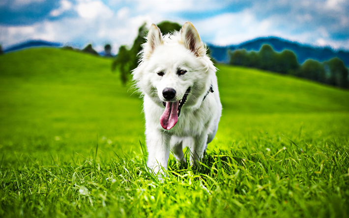 スイスの羊飼い, 草原, かわいい動物たち, 夏, 犬, 白い犬, 白いスイスの羊飼い犬, ペット, 森林, 白い羊飼い犬, 白いスイスの羊飼い