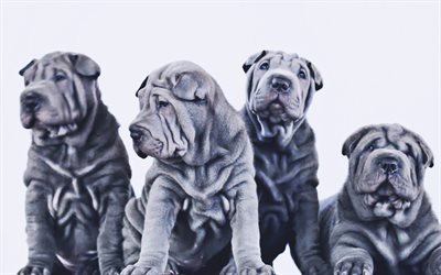 Gray Shar Pei, family, cute dogs, pets, puppies, HDR, Shar Pei, cute animals, dogs, Shar Pei Dog