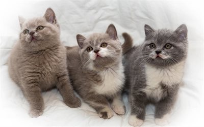 British short-haired kittens, cute little kittens, gray kittens, pets, cats, cute animals