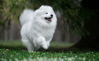 Samoyed, white fluffy dog, jumping dog, cute animals, dogs