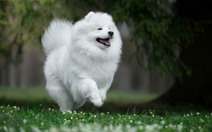 Samojed, vit fluffig hund, hoppande hund, s&#246;ta djur, hundar
