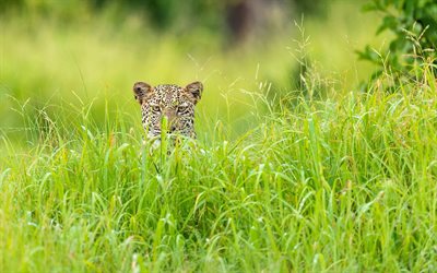 leopard, hunting, leopard look, predators, wildlife, green grass, Panthera pardus