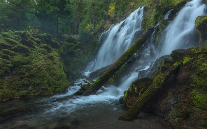 National Creek Şelalesi, şelale, orman, ağa&#231;lar, g&#252;zel şelale, Oregon, ABD