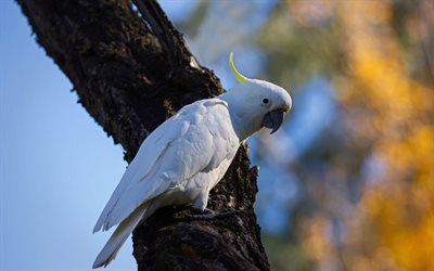 Cacatua bianco, cacatua ombrello, grande pappagallo bianco, cacatua, pappagalli, bellissimo uccello bianco, Indonesia