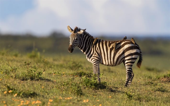 zebra, sera, tramonto, uccelli seduti sulla zebra, fauna selvatica, animali selvatici, zebre