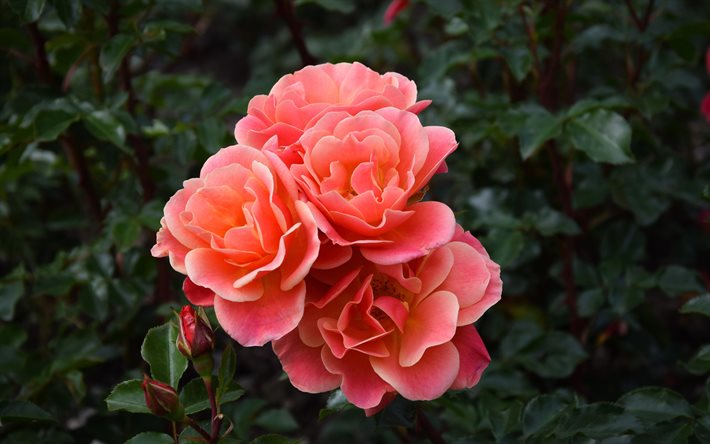 4k, rosas cor de rosa, roseira, flores cor de rosa, bokeh, rosas, bot&#245;es, lindas flores, planos de fundo com flores, bot&#245;es cor de rosa