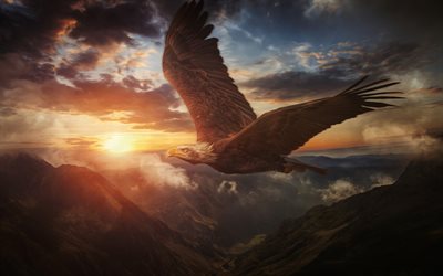 Aquila calva, aquila in volo, dipinto Aquila calva, sera, tramonto, simbolo USA, uccelli rapaci