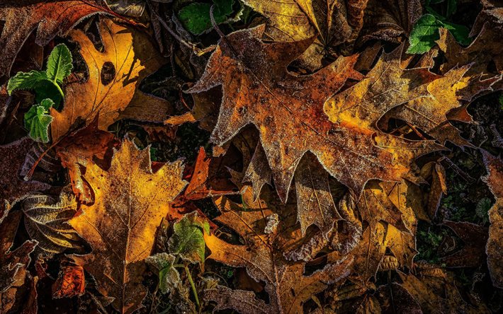 Oak leaves, hoarfrost, leaf texture, Autumn, oak, autumn backgrounds, autumn leaves, yellow leaves, background with leaves