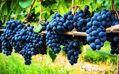Grapes, 4k, fresh fruits, vitamins, vineyards, fruits, grape bunches
