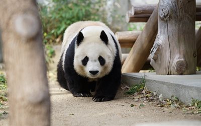 panda mignon, animaux mignons, panda, animaux sauvages, panda triste, ours mignons