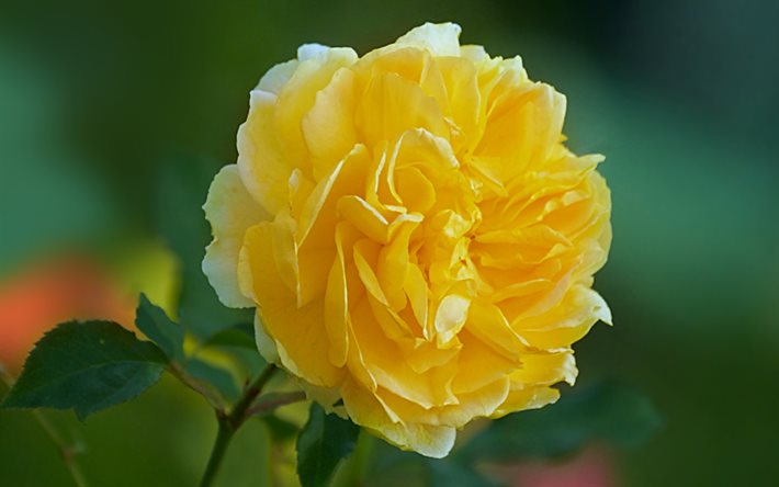 rose jaune, fleurs jaunes, macro, belles fleurs, bokeh, bourgeons jaunes, roses