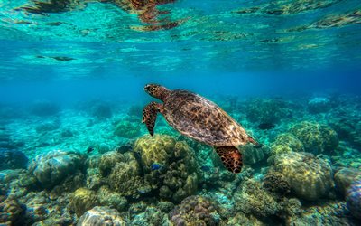 tortue sous l&#39;eau, grande barri&#232;re de corail, tortue de mer, monde sous-marin, oc&#233;an, tortues