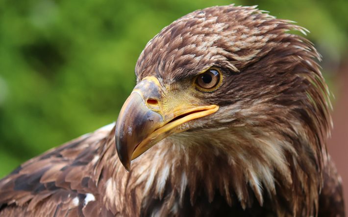 Aquila, 4k, primo piano, fauna selvatica, uccello rapace, sguardo dell&#39;aquila, bokeh, predatori, uccelli, Accipitridae