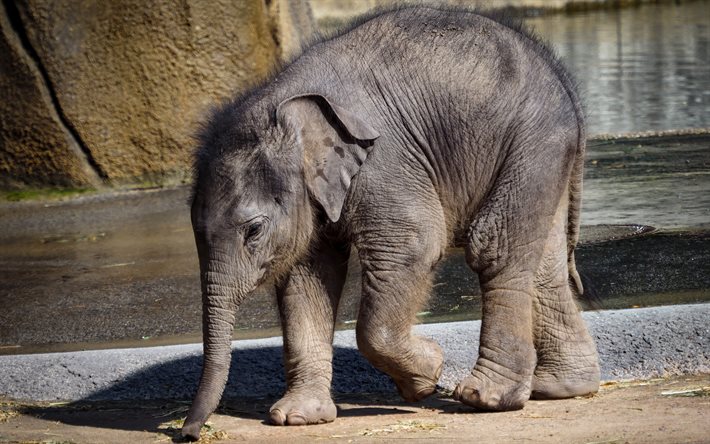 ダウンロード画像 4k 小さな象 Dobutsuen かわいい動物 ゾウ 象 動物園公園 クローズアップ 動物園の象 象の赤ちゃん フリー のピクチャを無料デスクトップの壁紙