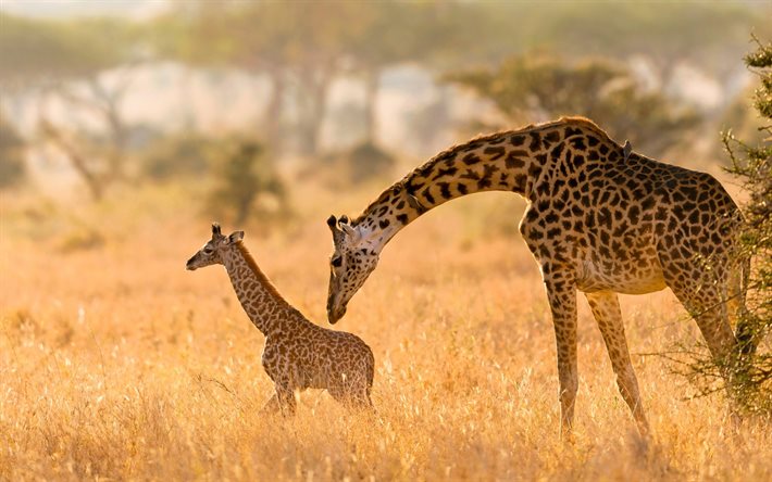 petite girafe, faune, girafe avec maman, Afrique, girafes, animaux sauvages