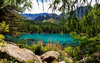 Saoseo Lago, 4k, el bosque, los Alpes, la hermosa naturaleza, verano, Val da Campamento Valle, Suiza, Europa, HRD, montañas
