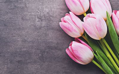 tulipani rosa, pietra grigia, fiori primaverili, cornici floreali, fiori rosa, bellissimi fiori, tulipani