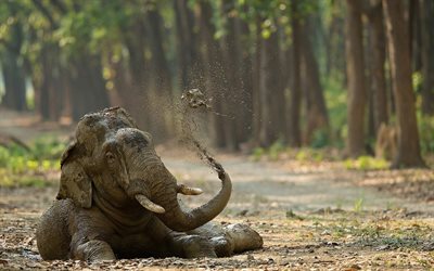 elefante nel fango, fauna selvatica, Africa, animali divertenti, elefanti, animali selvatici