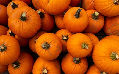 パンプキン, 野菜, カボチャの背景, オレンジ色のカボチャ, カボチャの収穫, 秋