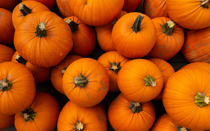 pumpkins, vegetables, pumpkins background, orange pumpkins, pumpkin harvest, autumn
