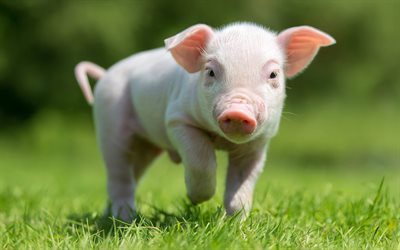 porquinho rosa, grama verde, leit&#227;o, porquinho, animais engra&#231;ados, porco, fazenda