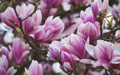 magnolias, fleurs de printemps roses, fleur de magnolia, printemps, arbres roses, floraison printani&#232;re