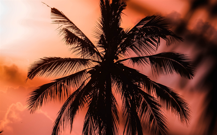 4k, siluett av en palm, kv&#228;ll, solnedg&#229;ng, tropisk &#246;, crimson solnedg&#229;ng, palmblad, palm mot himlen, sommarresor