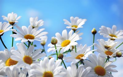 kamomilla, 4k, makro, kauniita kukkia, sininen taivas, valkoiset kukat, kesä, koiranputket