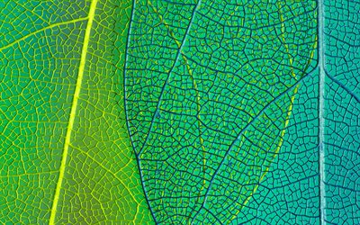 foglia verde, 4k, macro, foglie texture, sfondo con foglia, motivi fogliari, texture foglia, motivi foglie, texture naturali