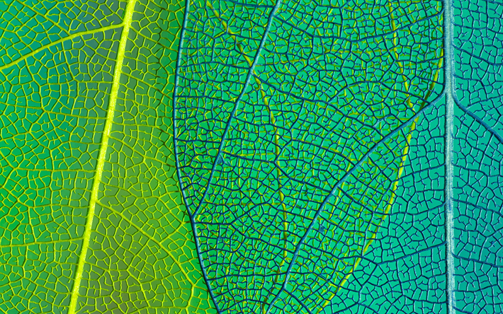 foglia verde, 4k, macro, foglie texture, sfondo con foglia, motivi fogliari, texture foglia, motivi foglie, texture naturali