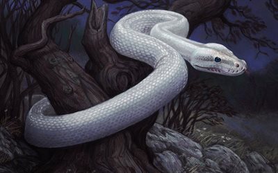 serpent blanc, for&#234;t, nuit, peint serpent