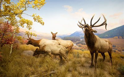 deer, forest, wildlife, antlers, USA