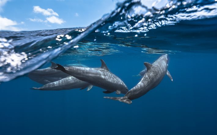 delfiner, vattnet, ocean, v&#229;gor