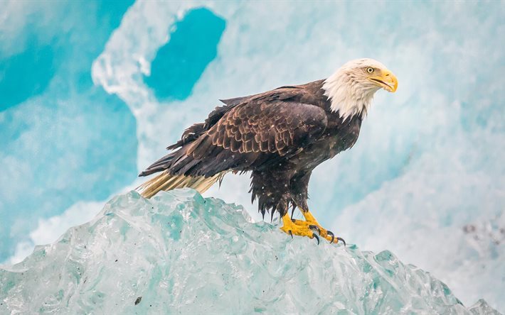 Kartal, 4K, kuşlar, iceberg, vahşi, yırtıcı, Alaska, USA