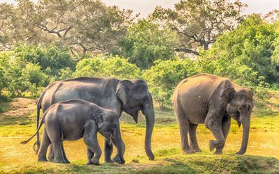 Los elefantes, &#193;frica, fauna, safari, familia de elefantes
