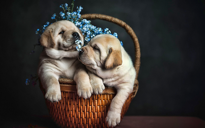 Golden Retriever, puppies in basket, dogs, pets, small labradors, puppies, Golden Retriever Dog, cute animals