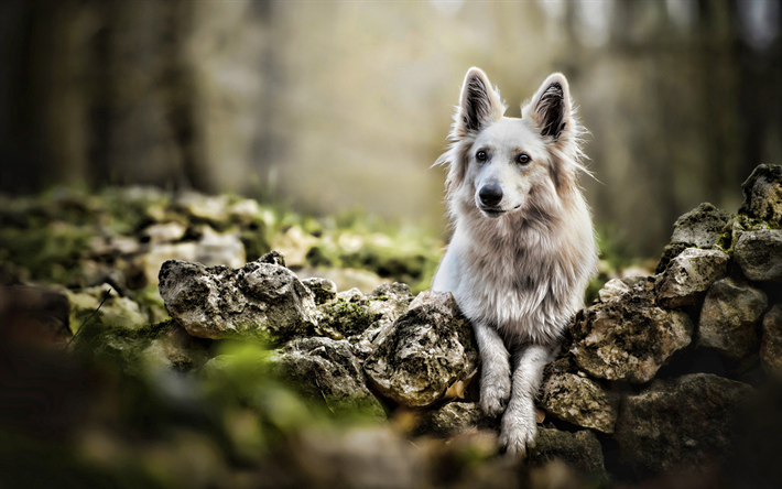 Swiss Shepherd, HDR, s&#246;ta djur, skogen, hundar, bokeh, vit hund, White Swiss Shepherd Dog, husdjur, Vit Herdehund, White Swiss Shepherd