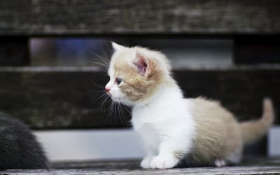 white gray kitten, fluffy cute kitten, small cat, cute animals, pets, cats
