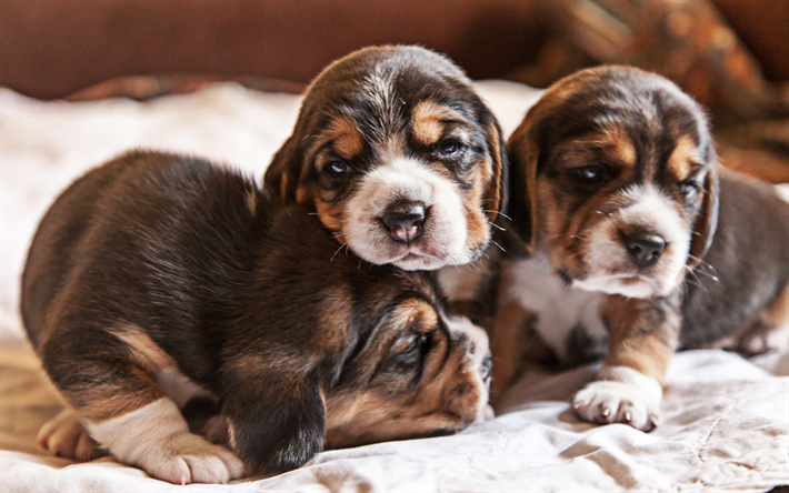peque&#241;o beagles, mascotas, cachorros Beagle triple, perros, animales lindos, HDR, Perros Beagle