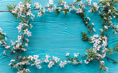 cherry blossom, branches, spring, blue wood background, spring flowers