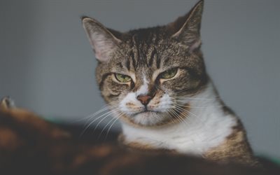 disgruntled cat, portrait, pets, gray cat, American Bobtail