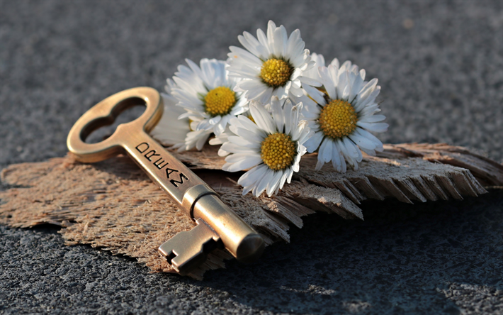 camomila, chave para o sonho conceitos, flores brancas, grande chave antiga, sonho conceitos