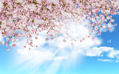 Sakura, Japan, blue sky, spring flowering, cherry blossom, pink flowers, spring