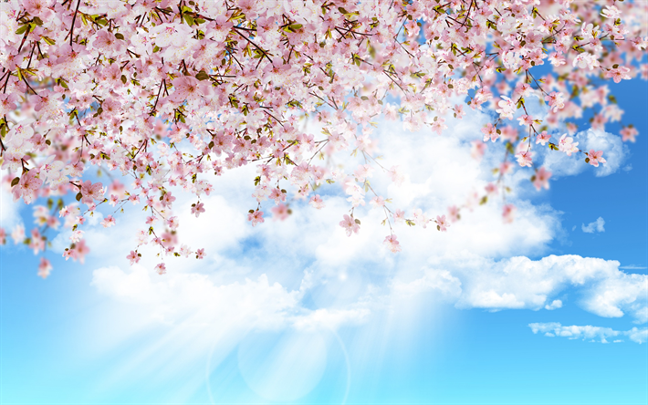 Sakura, Jap&#227;o, c&#233;u azul, a flora&#231;&#227;o da primavera, flor de cerejeira, flores cor de rosa, primavera