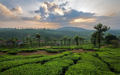 4k, India del Sud, tramonto, colline, piantagioni di t&#232;, India