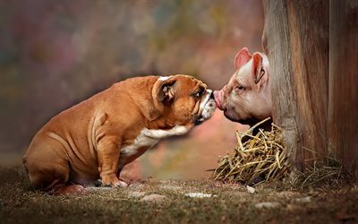 American Bulldog, Piglet, Farm, Friendship Concepts, Fat Dog, Dog and Pig