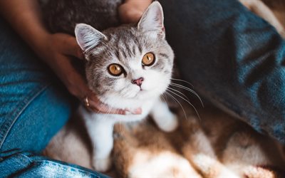 British Shorthair cat, portrait, gray cat, brown eyes, pets, cats