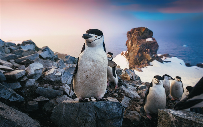 Les manchots &#224; jugulaire, de la c&#244;te, de la faune, des pingouins, des Pygoscelis antarcticus